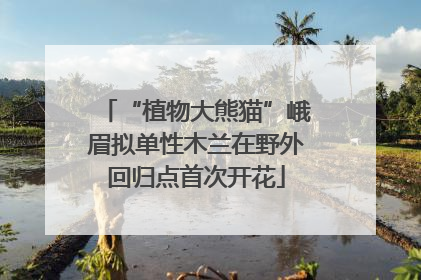 “植物大熊猫”峨眉拟单性木兰在野外回归点首次开花