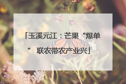 玉溪元江：芒果“爆单” 联农带农产业兴