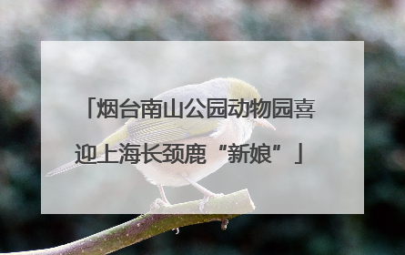 烟台南山公园动物园喜迎上海长颈鹿“新娘”