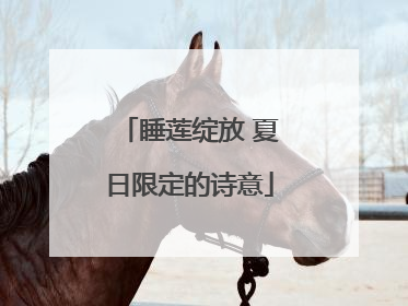 睡莲绽放 夏日限定的诗意