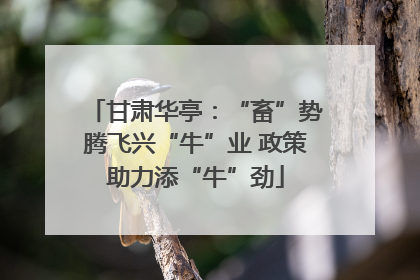 甘肃华亭：“畜”势腾飞兴“牛”业 政策助力添“牛”劲