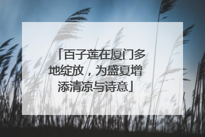 百子莲在厦门多地绽放，为盛夏增添清凉与诗意