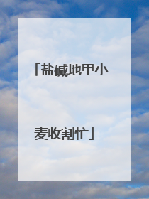 盐碱地里小麦收割忙