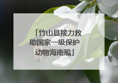 竹山县接力救助国家一级保护动物海南鳽
