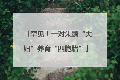 罕见！一对朱鹮“夫妇”养育“四胞胎”