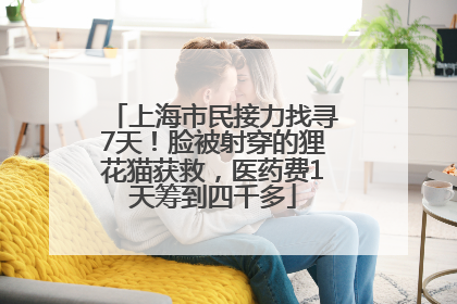 上海市民接力找寻7天！脸被射穿的狸花猫获救，医药费1天筹到四千多
