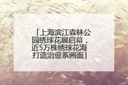 上海滨江森林公园绣球花展启幕，近5万株绣球花海打造治愈系画面