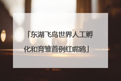 东湖飞鸟世界人工孵化和育雏首例红嘴鸥