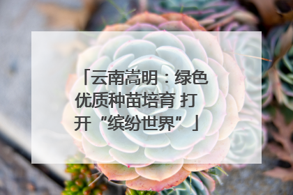 云南嵩明：绿色优质种苗培育 打开“缤纷世界”
