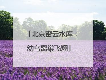 北京密云水库：幼鸟离巢飞翔
