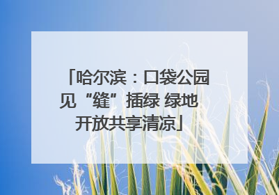 哈尔滨：口袋公园见“缝”插绿 绿地开放共享清凉