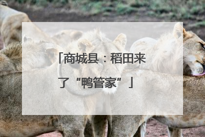 商城县：稻田来了“鸭管家”