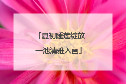 夏初睡莲绽放 一池清雅入画