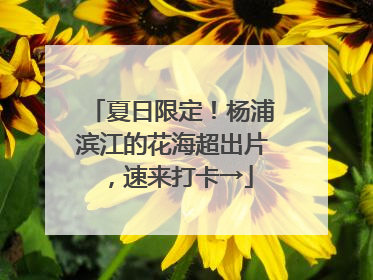 夏日限定！杨浦滨江的花海超出片，速来打卡→