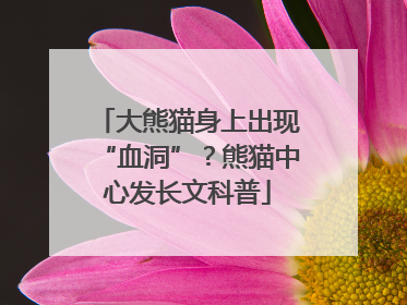 大熊猫身上出现“血洞”？熊猫中心发长文科普