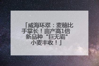 威海环翠：麦穗比手掌长！亩产高1倍 新品种“巨无霸”小麦丰收！