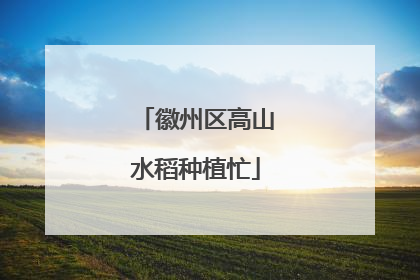 徽州区高山水稻种植忙