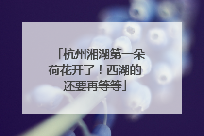 杭州湘湖第一朵荷花开了！西湖的还要再等等