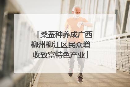 桑蚕种养成广西柳州柳江区民众增收致富特色产业