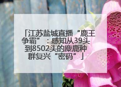 江苏盐城直播“鹿王争霸”：感知从39头到8502头的麋鹿种群复兴“密码”