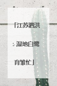 江苏泗洪：湿地白鹭育雏忙