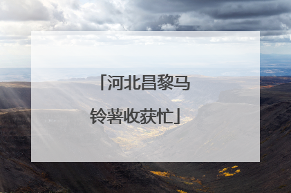 河北昌黎马铃薯收获忙