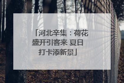 河北辛集：荷花盛开引客来 夏日打卡添新景