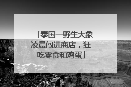 泰国一野生大象凌晨闯进商店，狂吃零食和鸡蛋