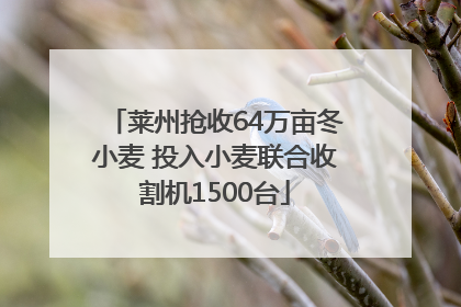 莱州抢收64万亩冬小麦 投入小麦联合收割机1500台