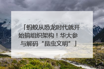 蚂蚁从恐龙时代就开始搞组织架构！华大参与解码“昆虫文明”