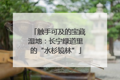 触手可及的宝藏湿地：长宁绿道里的“水杉镜林”
