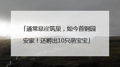 通常悬崖筑巢，如今首钢园安家！还孵出10只萌宝宝