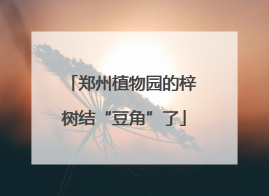郑州植物园的梓树结“豆角”了