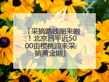 采摘路线图来啦！北京昌平近5000亩樱桃迎来采摘黄金期
