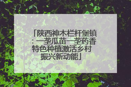 陕西神木栏杆堡镇：一垄瓜苗一垄药香 特色种植激活乡村振兴新动能