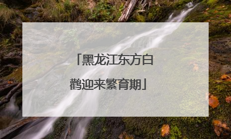 黑龙江东方白鹳迎来繁育期