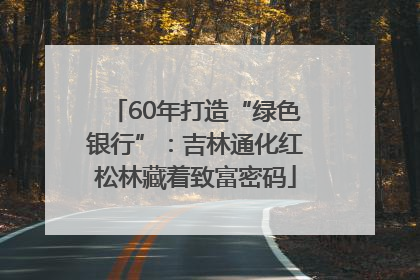 60年打造“绿色银行”：吉林通化红松林藏着致富密码